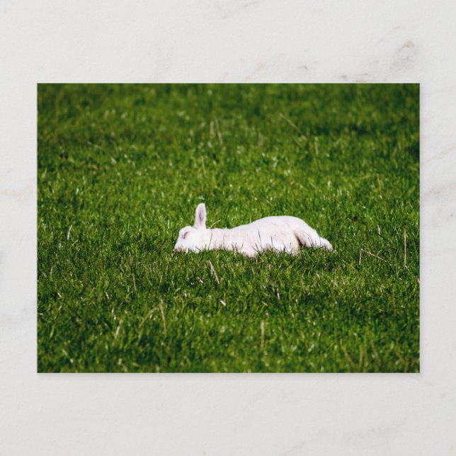 Sleeping Lamb Postcard (Front)