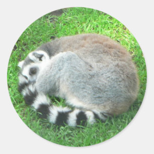 Sleeping Lemur On Grass Classic Round Sticker