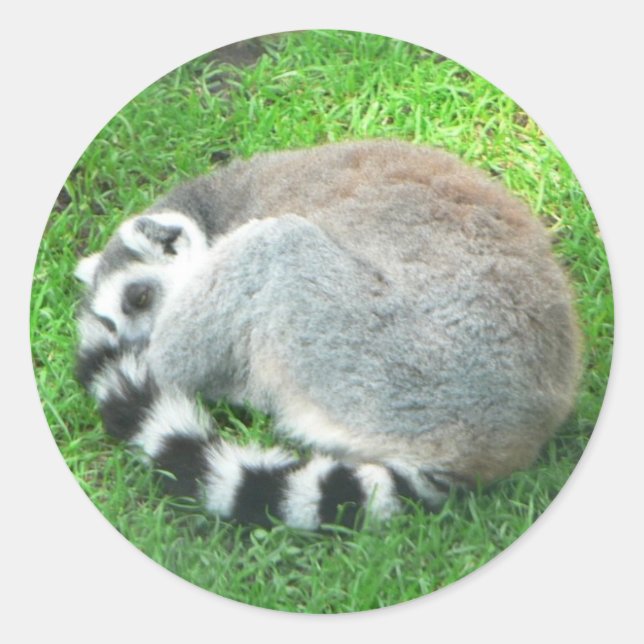Sleeping Lemur On Grass Classic Round Sticker (Front)