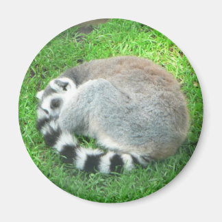 Sleeping Lemur On Grass Magnet