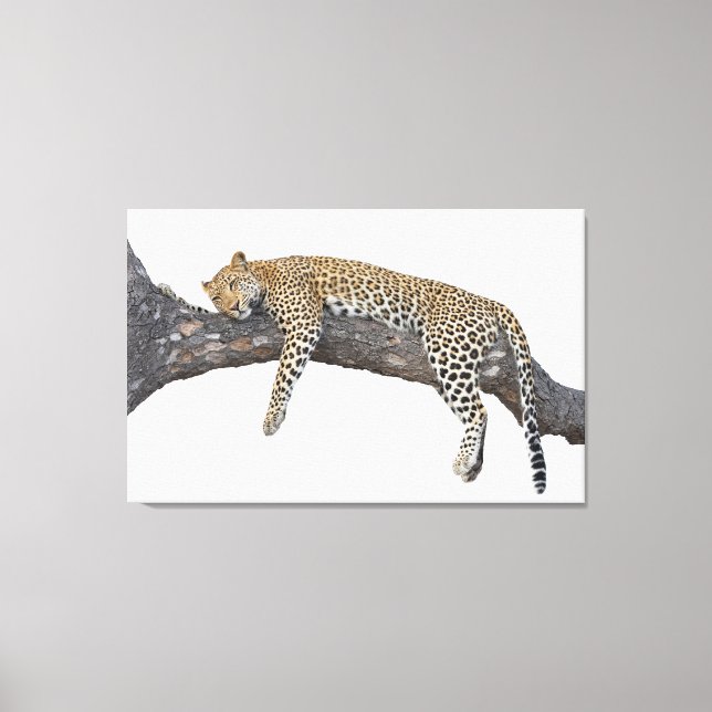 Sleeping Leopard Canvas Print (Front)