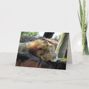 Sleeping Lion Greetin Card