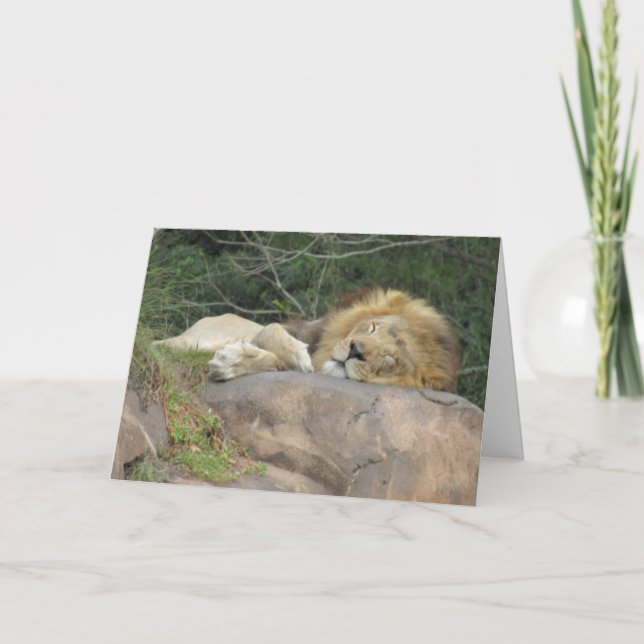Sleeping Lion Greeting Card (Front)