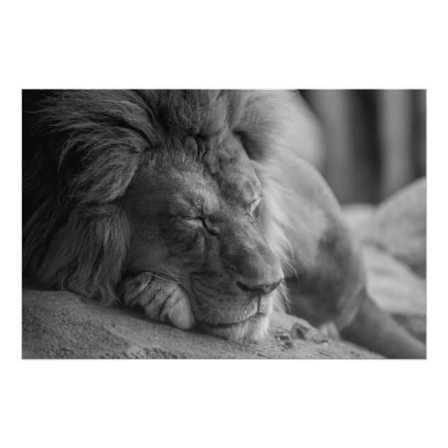 Sleeping Lion Photo Print (Front)