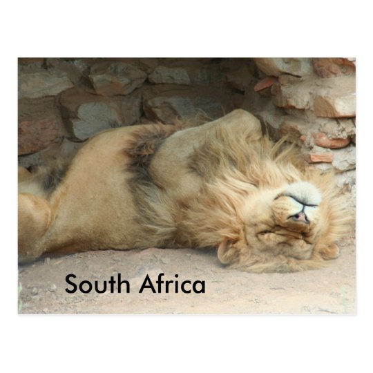 Sleeping Lion Postcard
