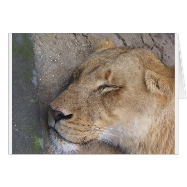 Sleeping Lioness (Front Horizontal)