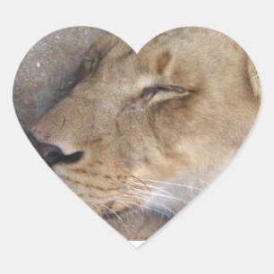 Sleeping Lioness Heart Sticker