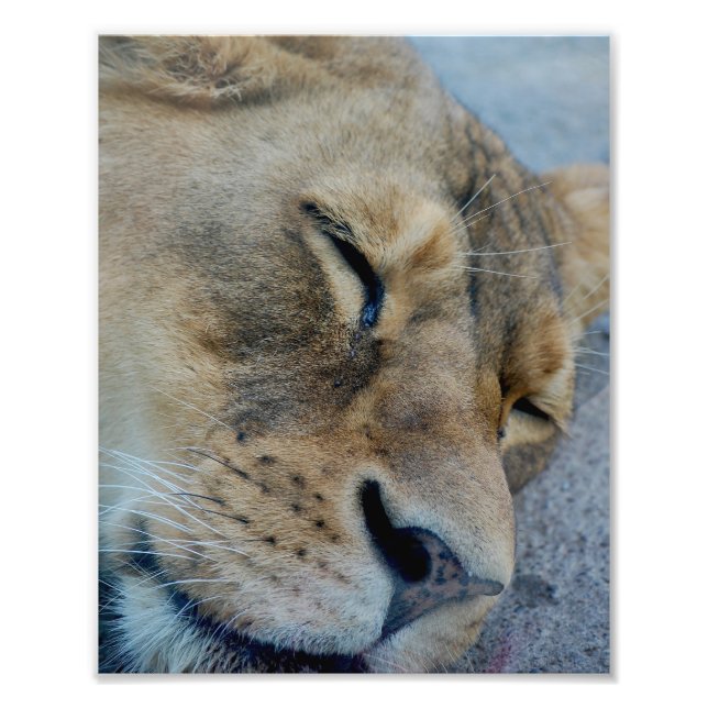 Sleeping Lioness Photo Print (Front)