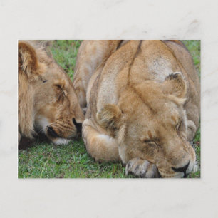 sleeping lions postcard