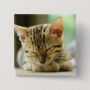 Sleeping Little Baby Kitty 15 Cm Square Badge