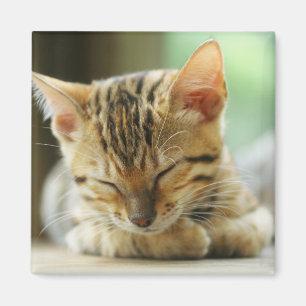 Sleeping Little Baby Kitty Magnet