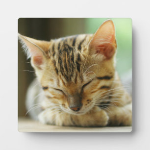 Sleeping Little Baby Kitty Plaque