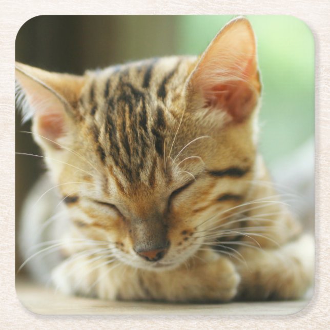 Sleeping Little Baby Kitty Square Paper Coaster (Front)