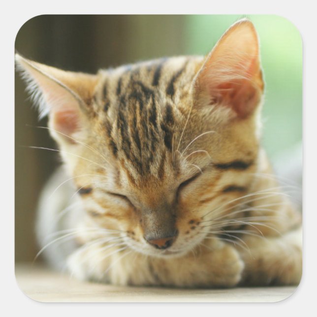 Sleeping Little Baby Kitty Square Sticker (Front)