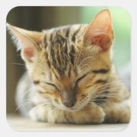 Sleeping Little Baby Kitty