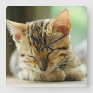 Sleeping Little Baby Kitty Square Wall Clock