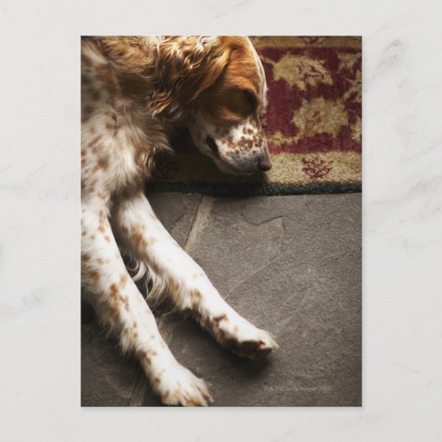 Sleeping Llewelyn setter Postcard (Front)