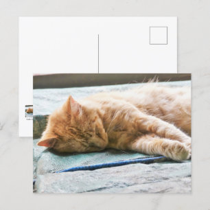 Sleeping Longhaired Ginger Cat Postcard