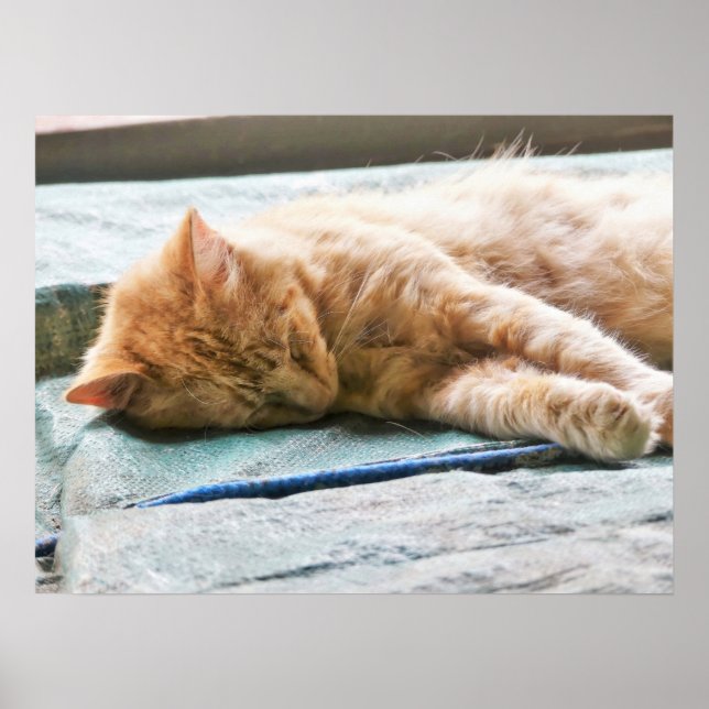 Sleeping Longhaired Ginger Cat Poster (Front)