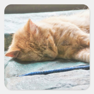 Sleeping Longhaired Ginger Cat Square Sticker