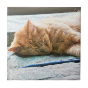 Sleeping Longhaired Ginger Cat Tile