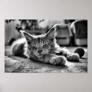 Sleeping Maine Coon Cat Black and White Poster