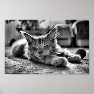 Sleeping Maine Coon Cat Black and White Poster