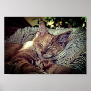 Sleeping Maine Coon Cat on The Couch Poster