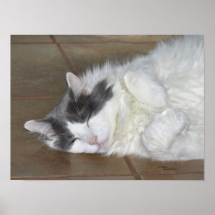 Sleeping maine coon cat Poster
