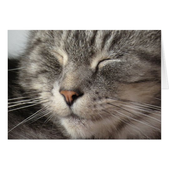 Sleeping Maine Coon cross tabby cat face close up. Card