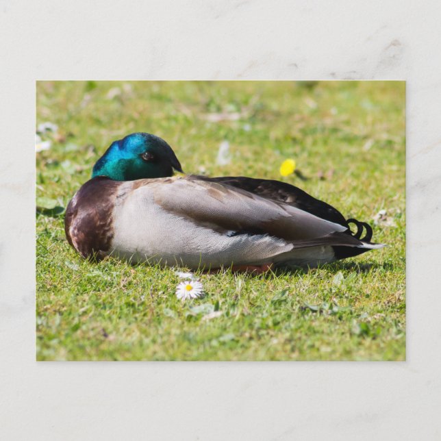 Sleeping Mallard Postcard (Front)