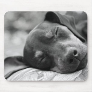 Sleeping Miniature Pinscher dog Mouse Mat