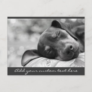 Sleeping Miniature Pinscher dog Postcard