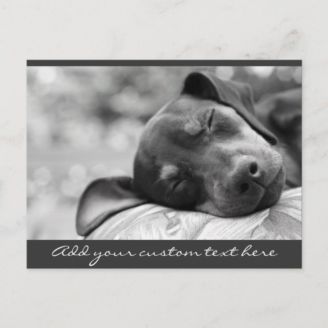 Sleeping Miniature Pinscher dog Postcard (Front)