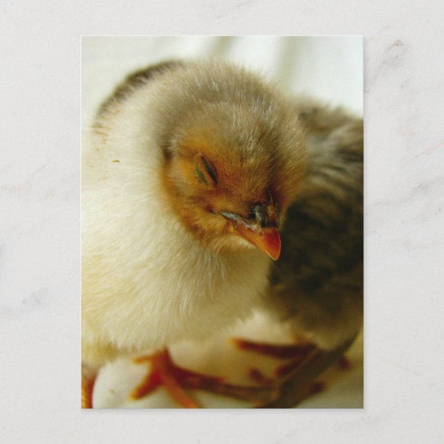 Sleeping on the Job Postcard (Front)