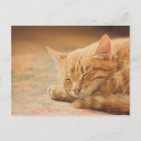 Sleeping Orange Tabby Cat