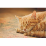 Sleeping Orange Tabby Cat Standing Photo Sculpture<br><div class="desc">Closeup photograph of a peacefully sleeping orange tabby cat on a warm rug</div>