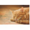 Sleeping Orange Tabby Cat