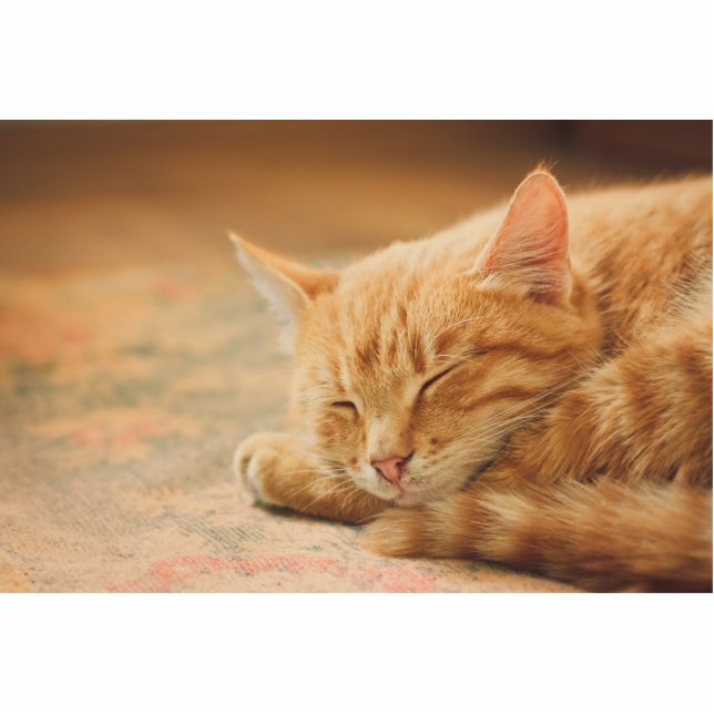Sleeping Orange Tabby Cat Standing Photo Sculpture (Front)