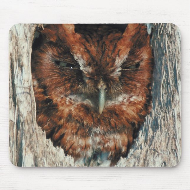 Sleeping Owl in a Tree Mouse Mat (Front)