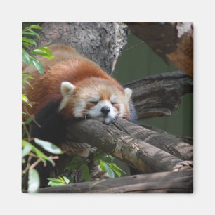 Sleeping Panda Bear  Magnet