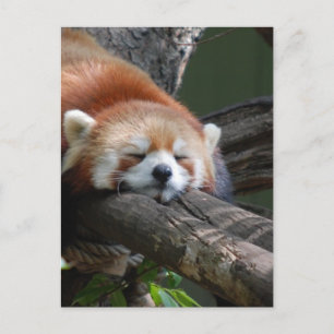 Sleeping Panda Bear  Postcard
