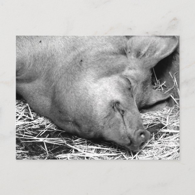 Sleeping Pig Black and White Photo Postcard (Front)