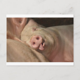 Sleeping Pig Postcard