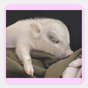 Sleeping Pig Stickers