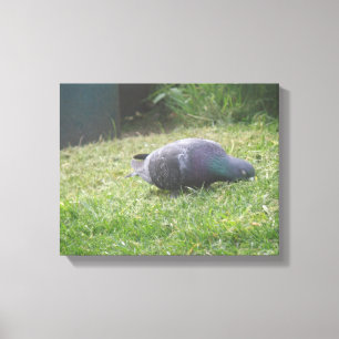 Sleeping Pigeon Canvas Print