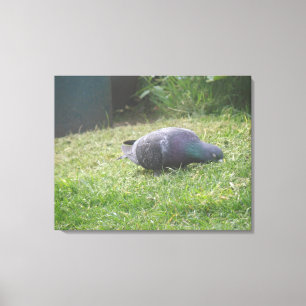 Sleeping Pigeon Canvas Print