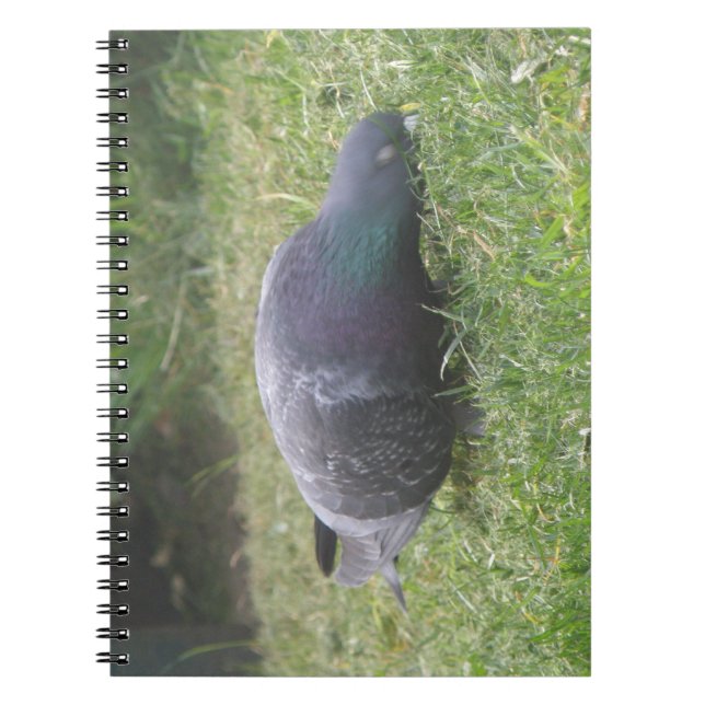 Sleeping Pigeon Notebook (Front)