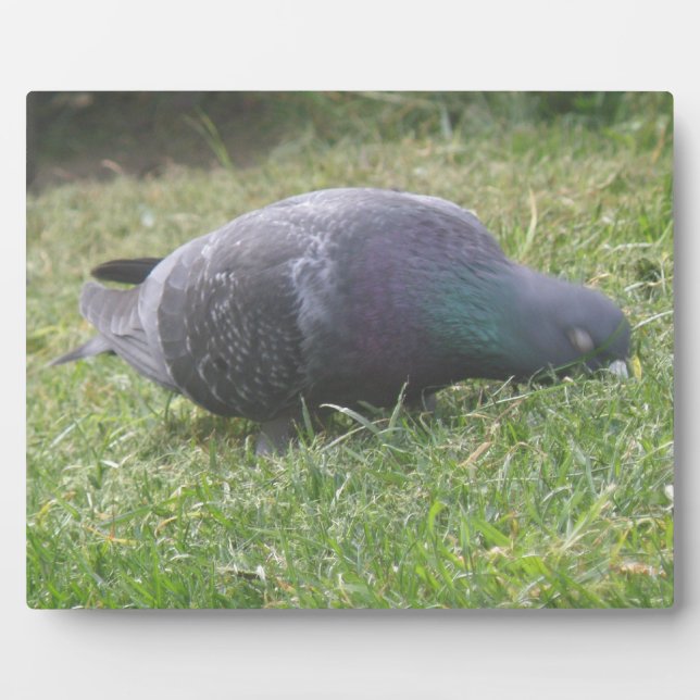 Sleeping Pigeon Plaque (Front)