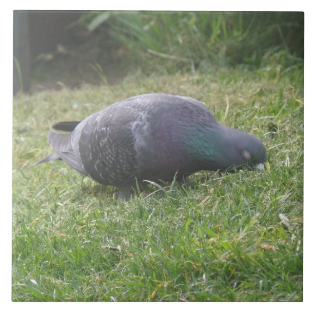Sleeping Pigeon Tile (Front)